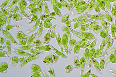 Euglènes en culture (Euglena viridis) x200